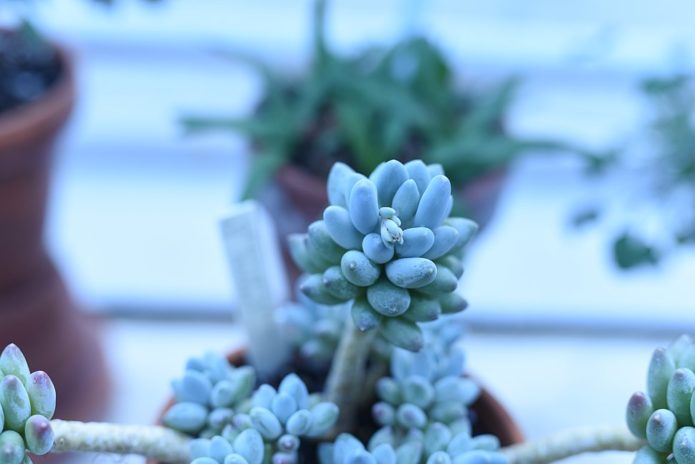 Pachyphytum na prozorskoj dasci