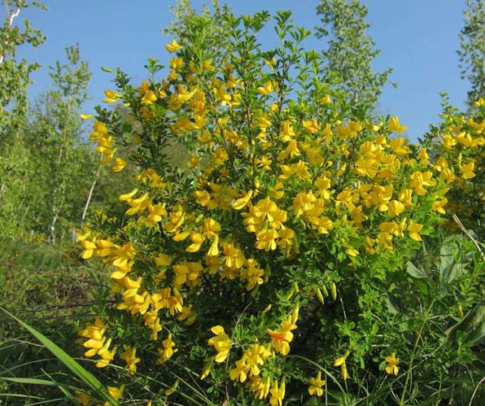Caragana grm