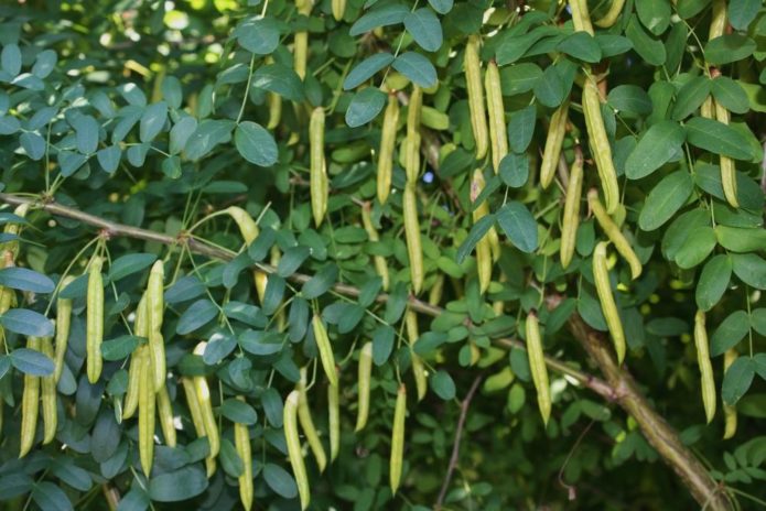 Plodovi karagane