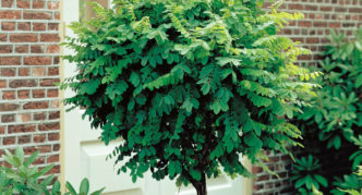 robinia u krajobraznom dizajnu
