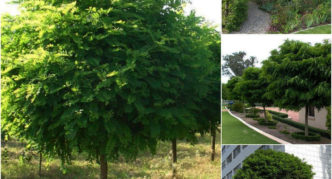 robinia u krajobraznom dizajnu
