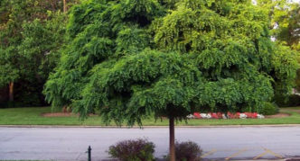 robinia u krajobraznom dizajnu