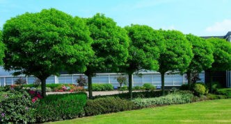 robinia u krajobraznom dizajnu