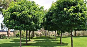 robinia u krajobraznom dizajnu