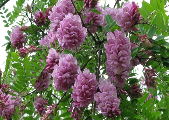 robinia ljepljiva
