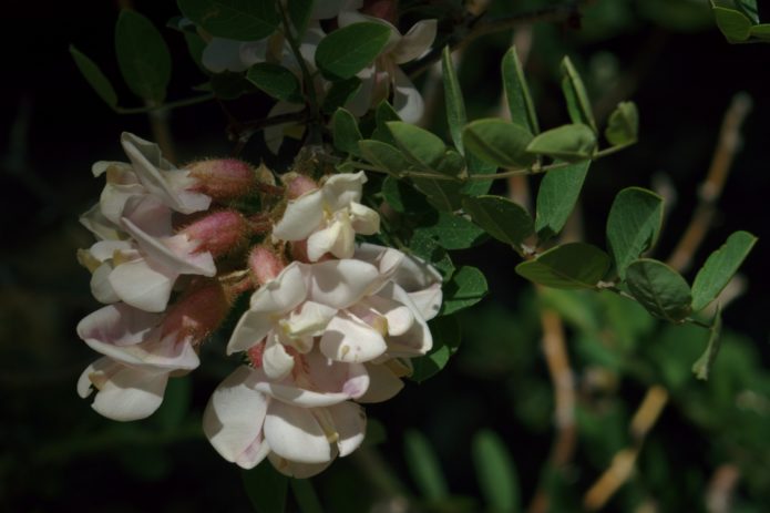 robinia novi meksikanac