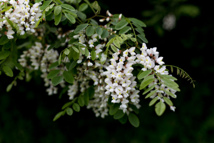 robinia cvjeta