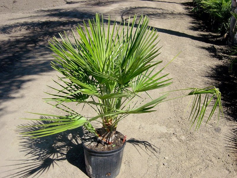 Palme hamerops: uzgoj i njega