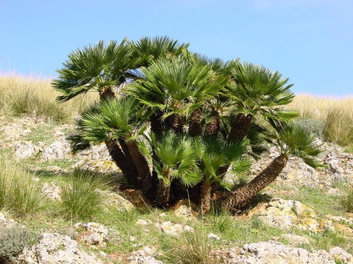 Palme hamerops u prirodi