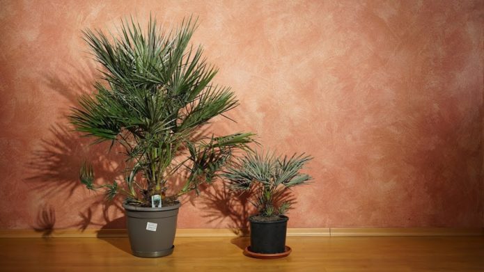 Palme hamerops u zatvorenom