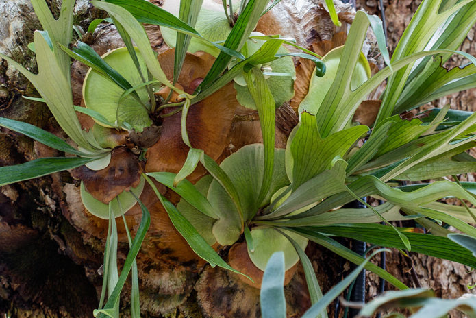 Angolski platycerium
