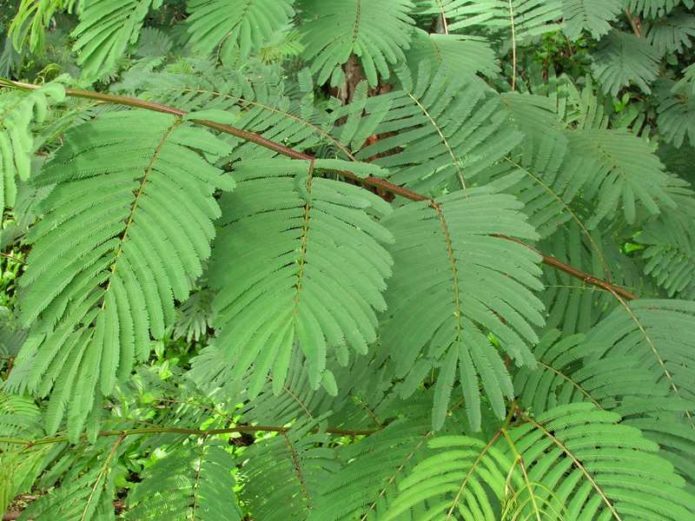Albitsia srp