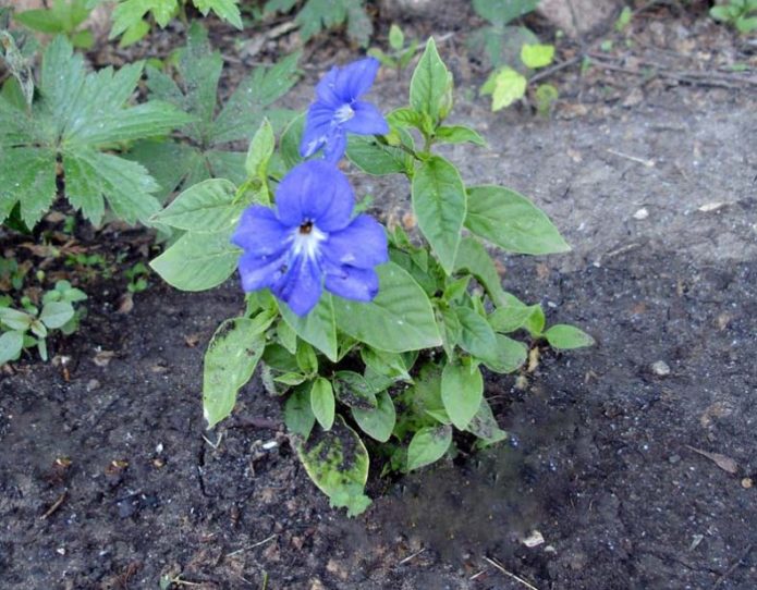 Brovallia ljepljiva