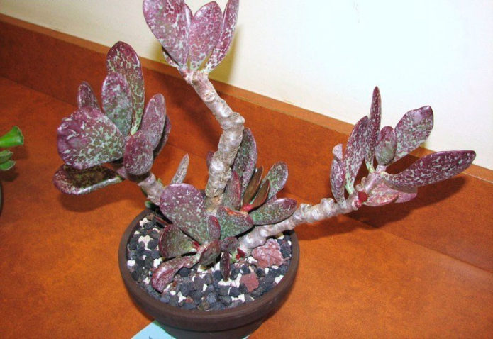 Adromiskus trokutasti