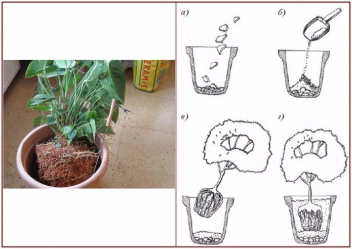 Transplantacija Bouvardia