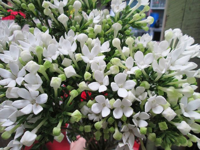 Bouvardia jasmin-cvjetala