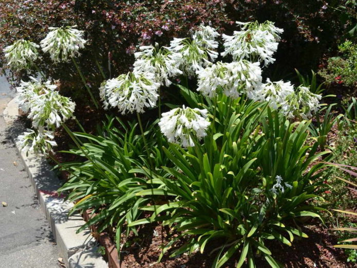 Istočni agapanthus
