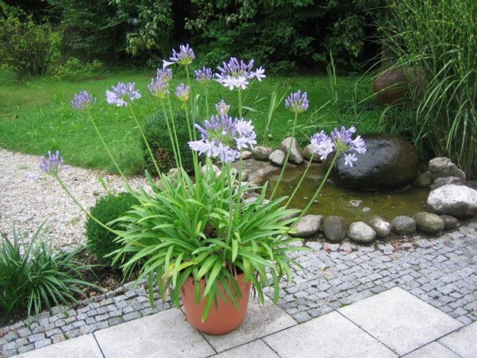 Agapanthus u loncu