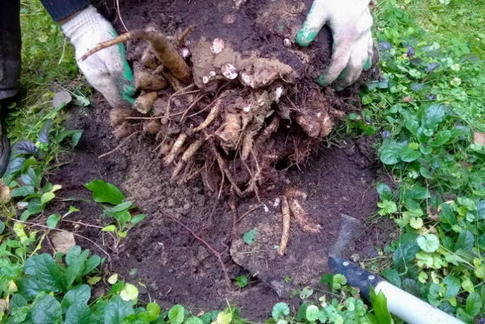 Transplantacija božura