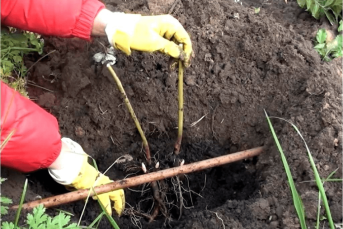 Transplantacija božura
