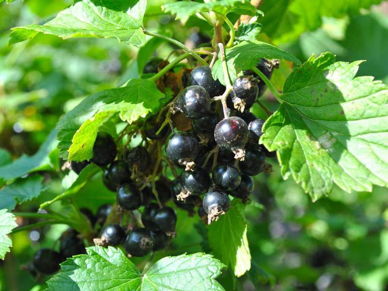 Njega ribiza nakon berbe
