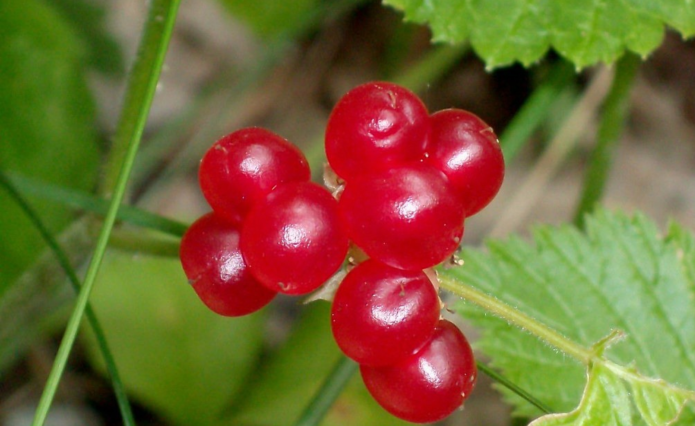 Kamena bobica