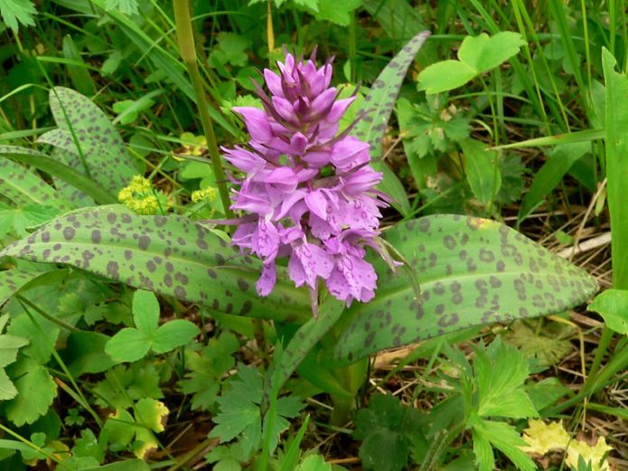 Orchis uočena