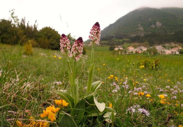 Izgorjele orhideje