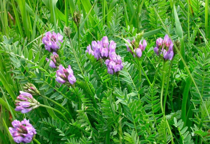 Daurski astragalus