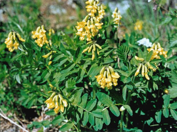 Močvarni astragalus