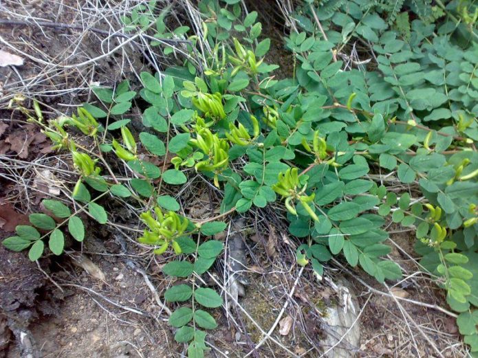 Astragalus od slada