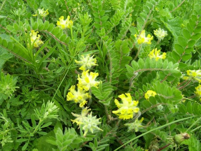 Vunenocvjetni astragalus