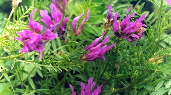 Membranski astragalus