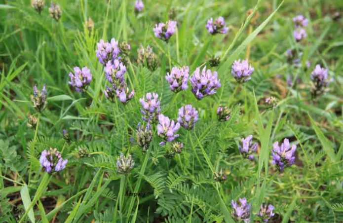 Pješčani astragalus