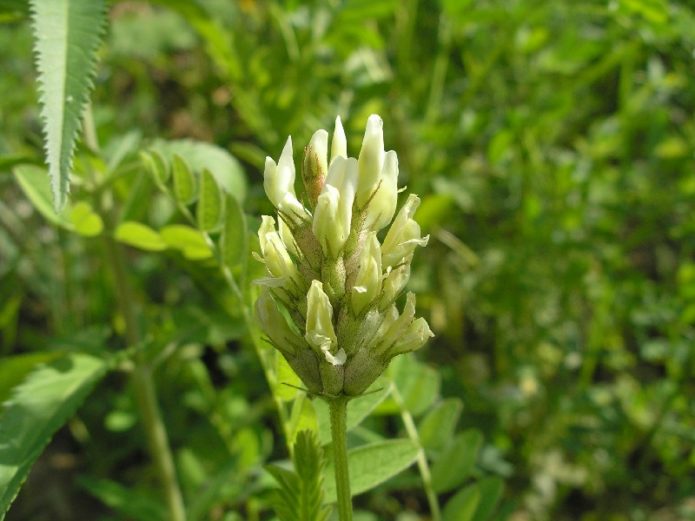 Slanutak astragalus