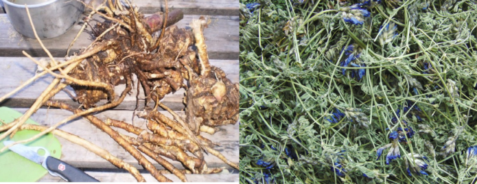 Astragalus trava i korijenje
