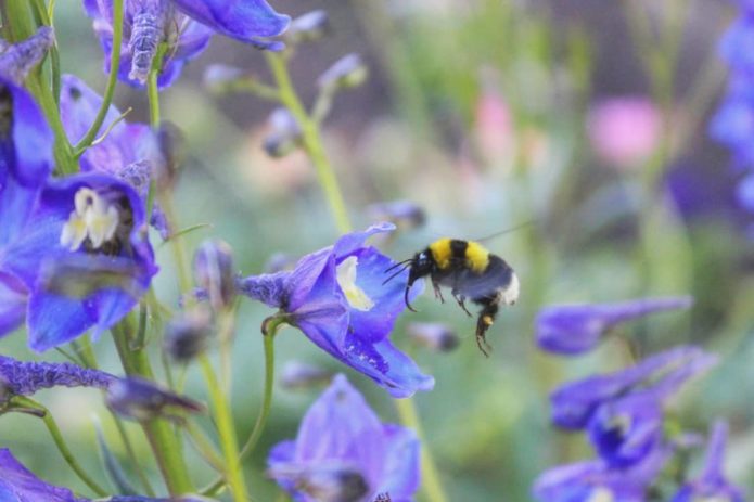 Larkspur na terenu