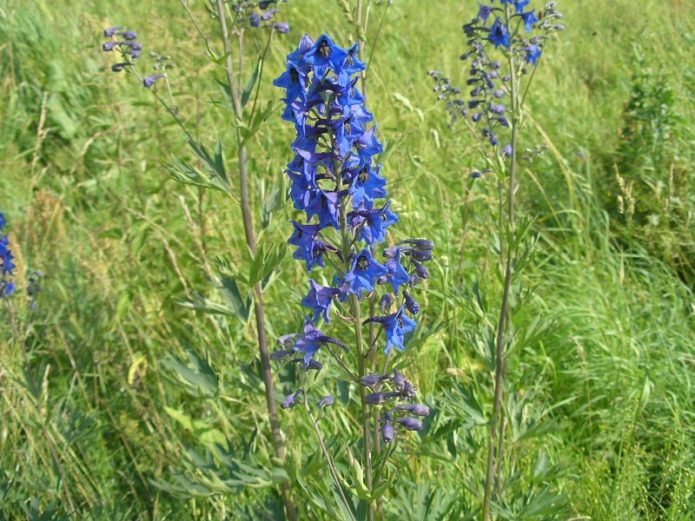 Larkspur visok