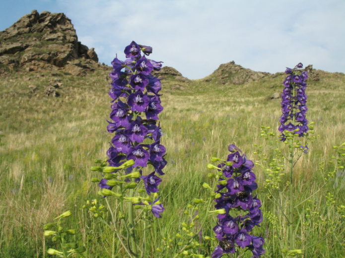 Mrežnica larkspur