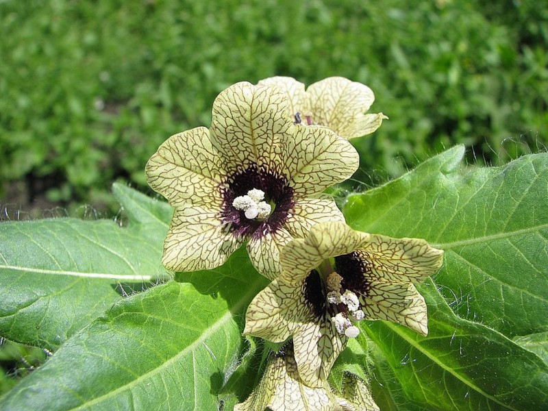 Dioscorea Caucasian - korijen dugovječnosti za održavanje mladosti i dobrog zdravlja