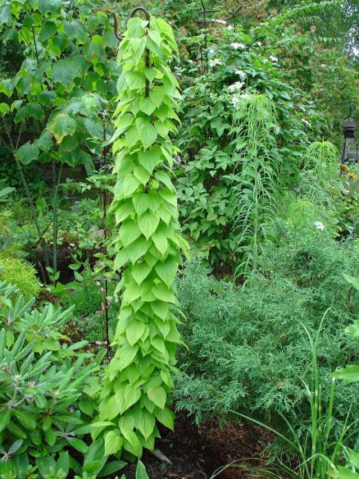 Dioscorea kavkaski