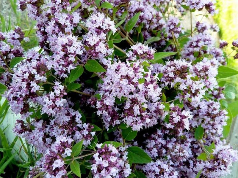 Nezasluženo zaboravljeni origano: vaš osobni aromatični iscjelitelj!