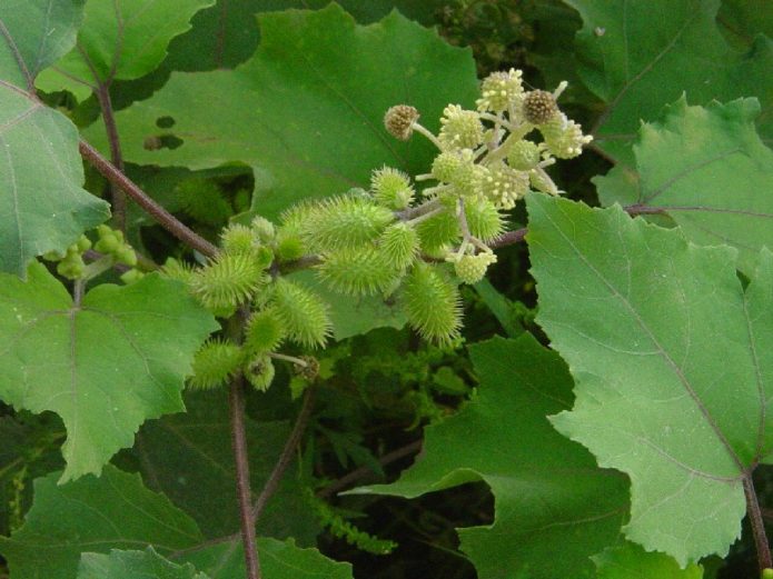 Cocklebur sibirski
