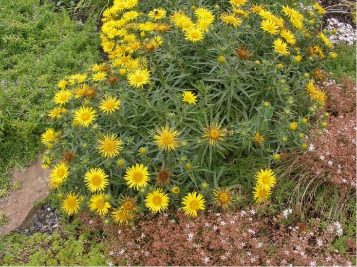 Elecampane britanski