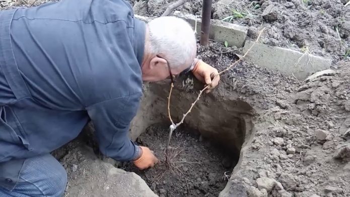 Sadnja grožđa u jamu u jesen