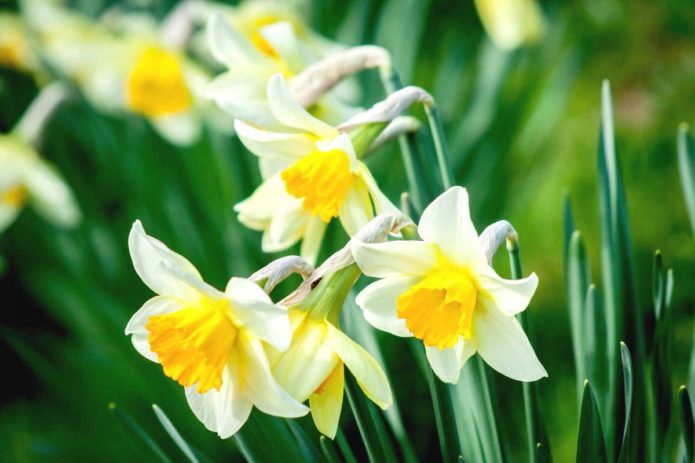 Narcisi