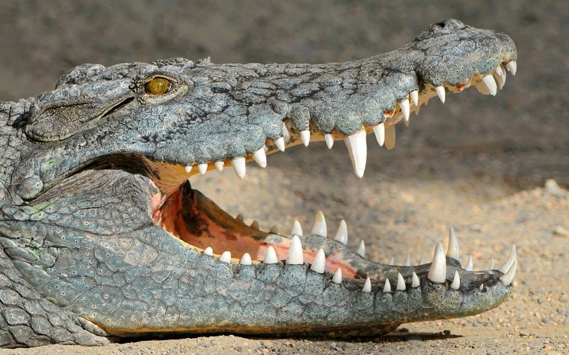 krokodil