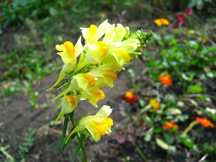 Toadflax na web mjestu