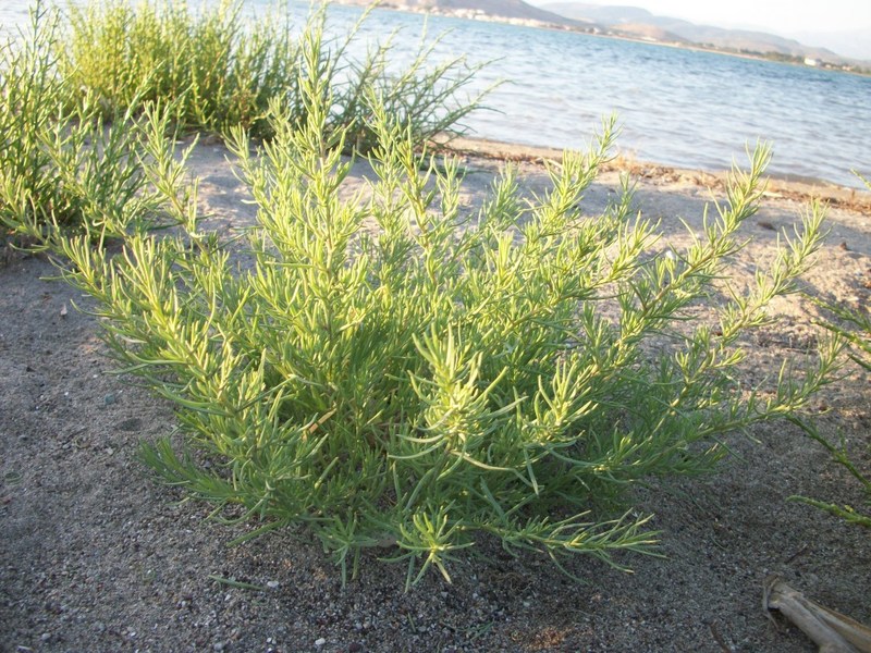 Brdo Solyanka