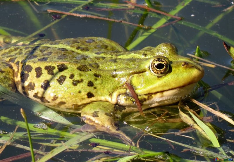 žabe